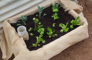 wicking bed